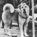 Hachiko