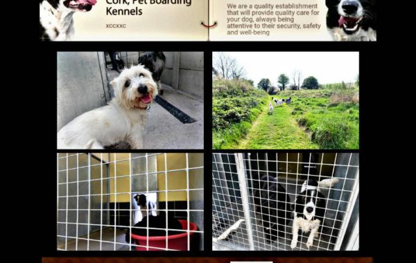 Bellinter deals dog kennels